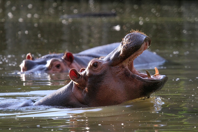 Afrykańskie safari - wycieczki szkolna dla licealistów 