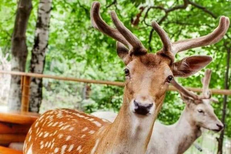 Atrakcje Beskidu - wycieczka szkolna